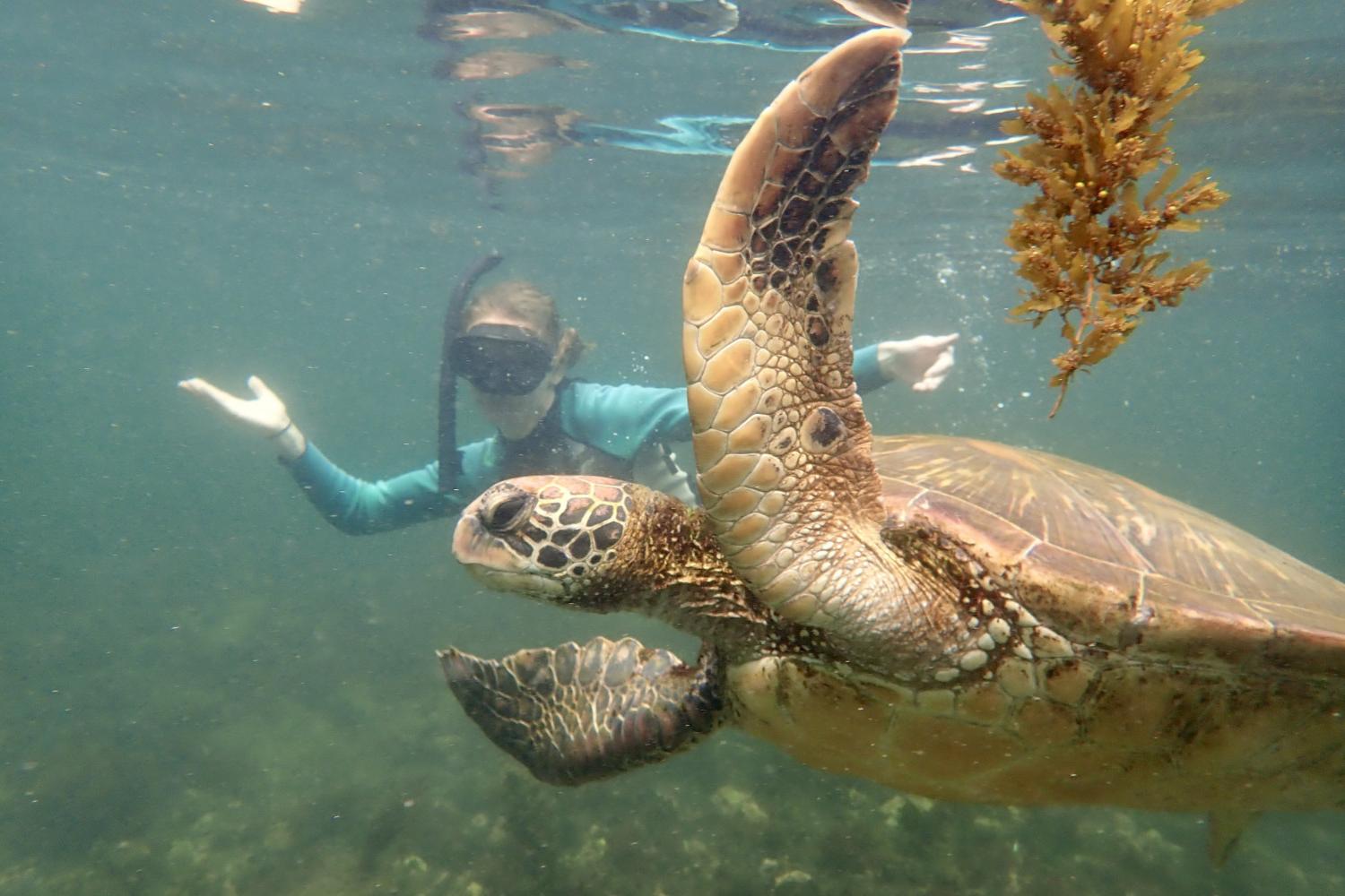 一名<a href='http://etec.ngskmc-eis.net'>全球十大赌钱排行app</a>学生在Galápagos群岛游学途中与一只巨龟游泳.